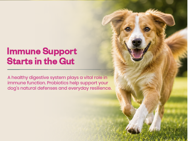 Probiotic Soft Chews Supplement for Dogs | Six Probiotic Strains for Gut Health & Digestion | Chicken Flavor | Supports Immune Function | 30 Soft Chews