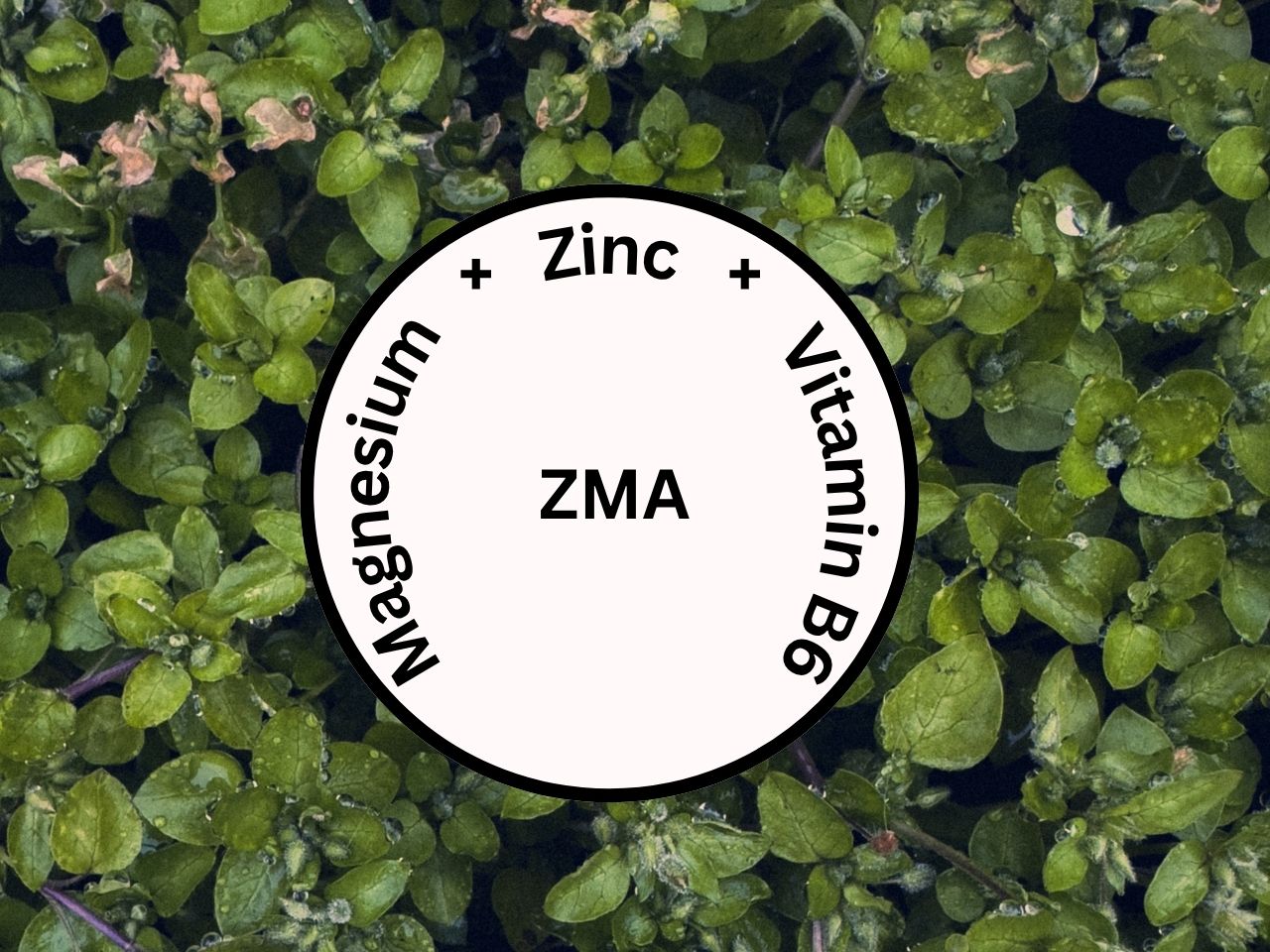 Sylara Zinc Magnesium Aspartate -180 Tablets Capsules - ZMA with Vitamin B6 Supplement