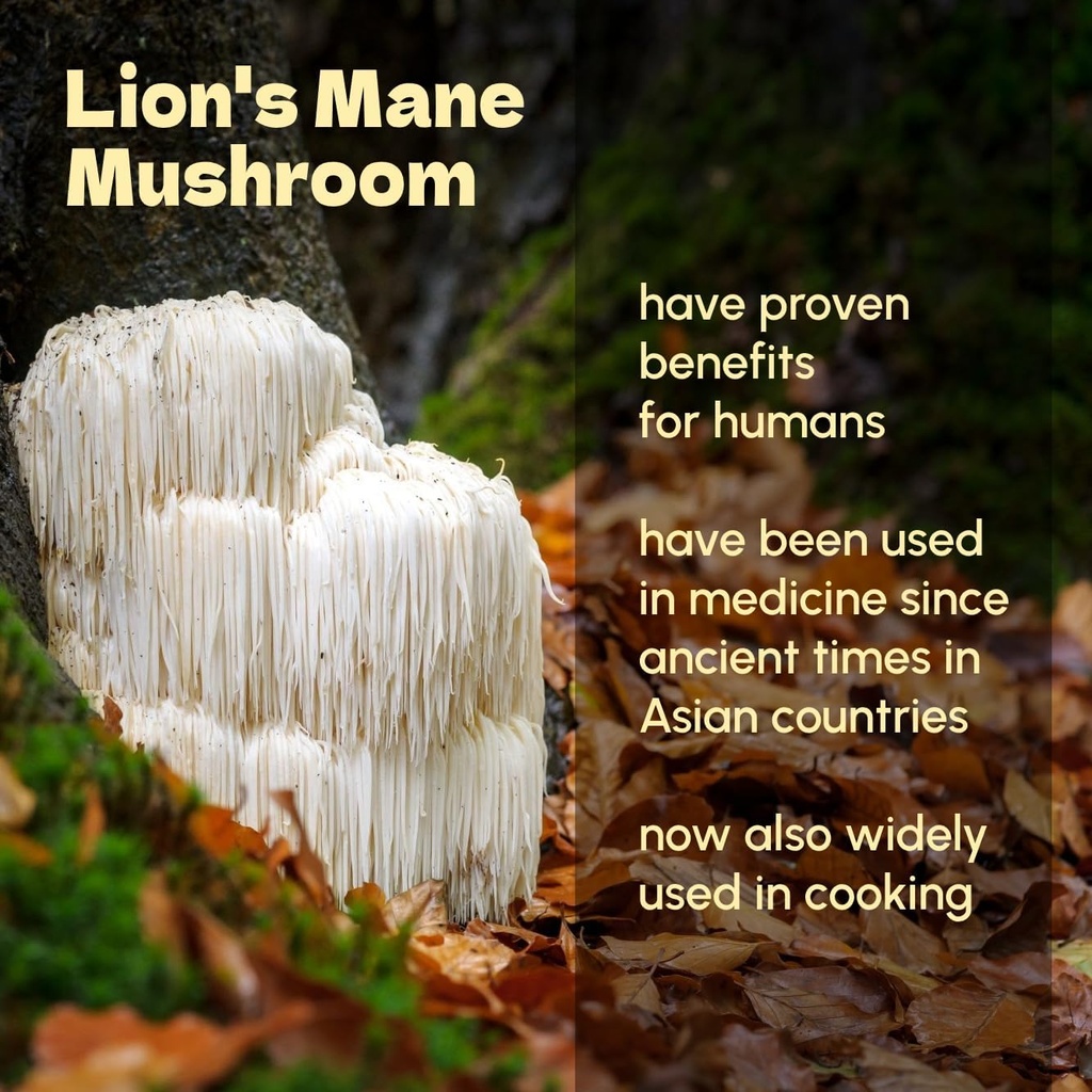 lions-mane-powder-8-oz---pure-lions-mane-4.jpg