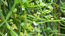 foodherbs-cissus-quadrangularis-powder-2-4.jpg