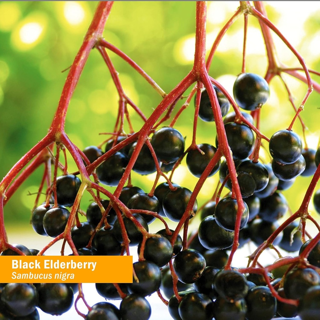 herb-pharm-certified-organic-black-elder-4.jpg
