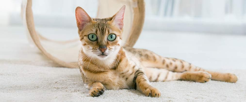 cat-urine-infection---cat-urinary-health-3.jpg