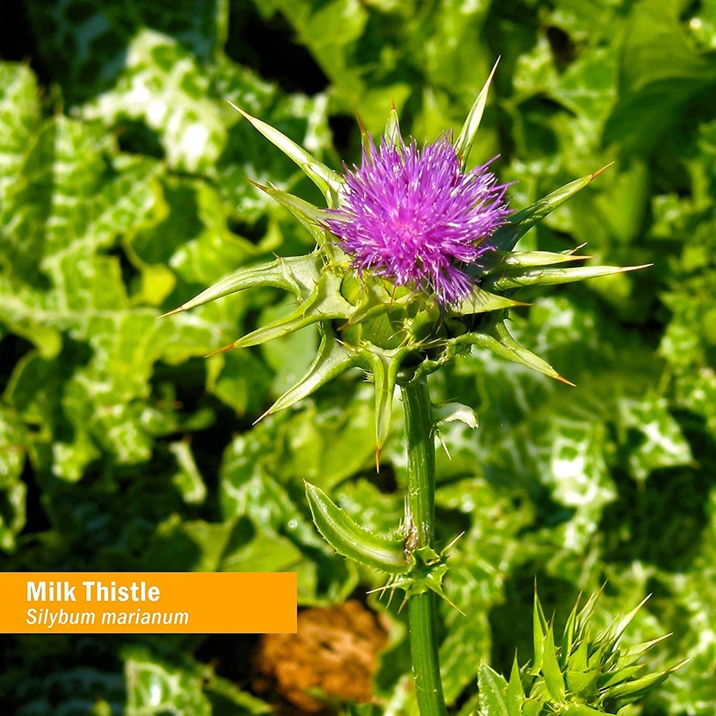 herb-pharm-milk-thistle-seed-liquid-extr-6.jpg
