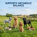 vitamin-e-for-dogs-powder-antioxidant-sk-81j6zQ6mCAL.jpg