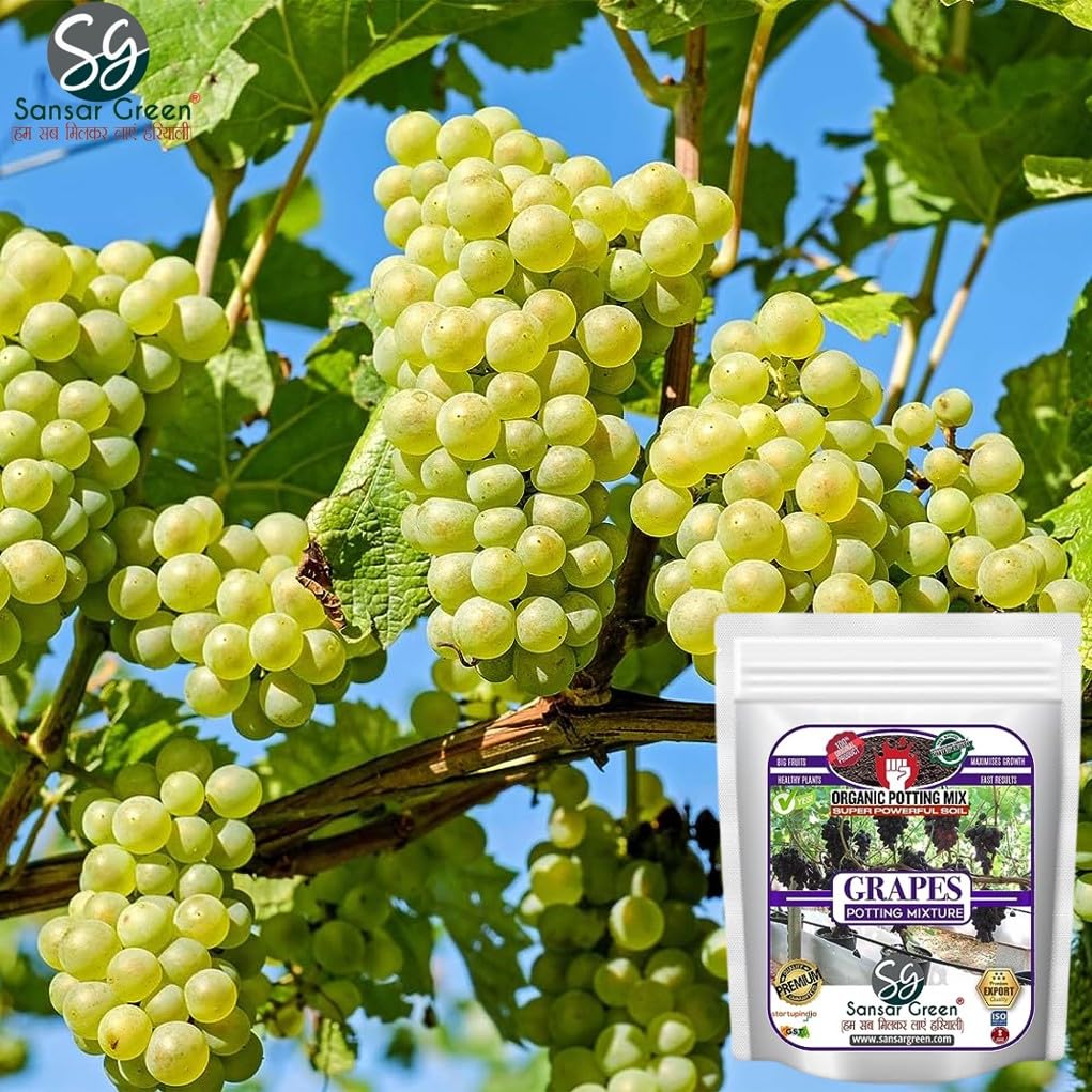 sansar-green-grapes-potting-mixture-esse-71qqACrYziL.jpg