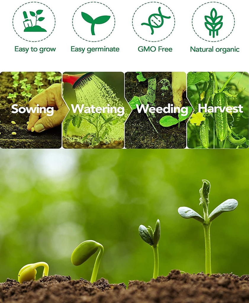 grape-einset-seedless-pp6160-60-seeds-71cwWQQnsSL.jpg