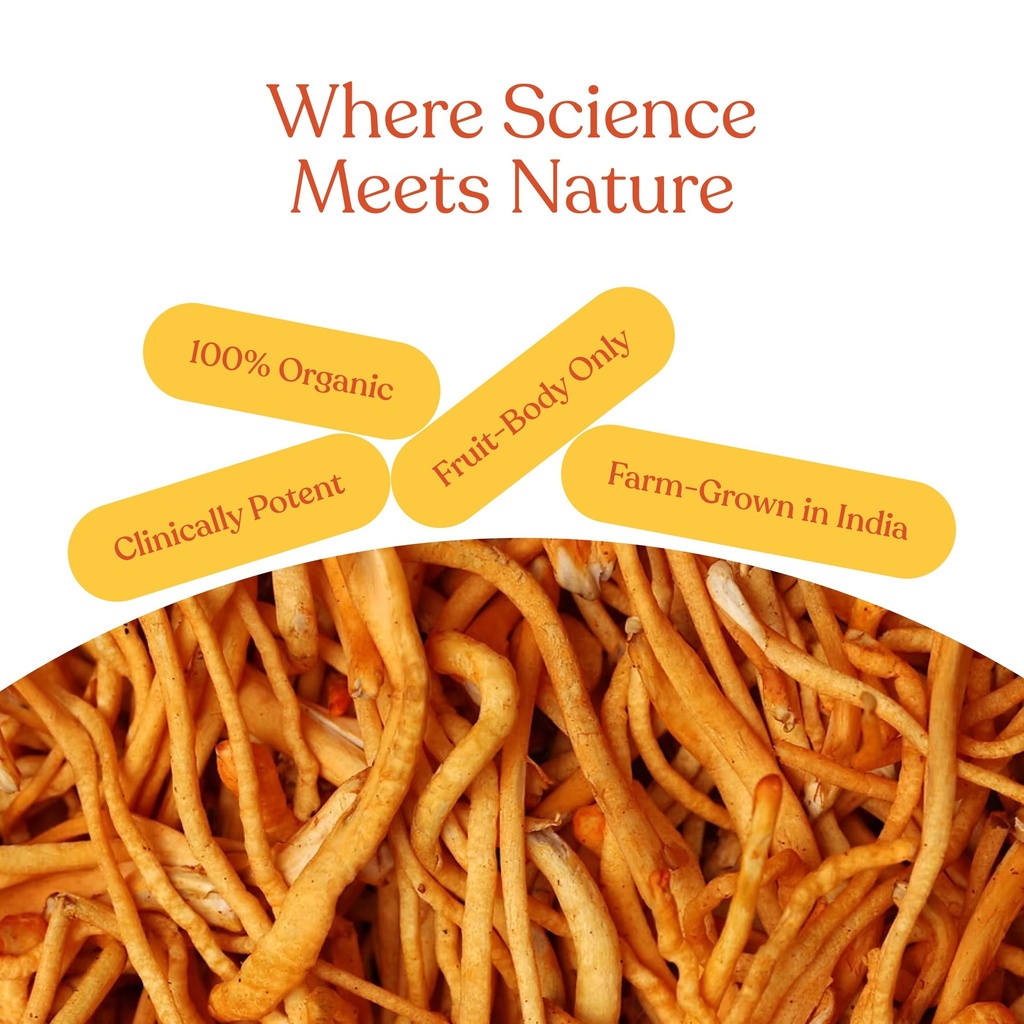 cordyfruit-100-raw-cordyceps-militaris-f-81gJtd6GVaL.jpg