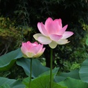 red-color-lotus-seeds-11-seeds-81-7rtsHiBL.jpg