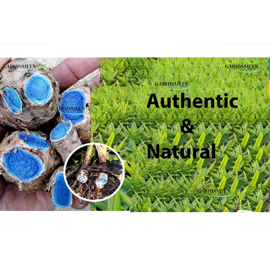 gabhismeen-kali-haldi-or-black-turmeric--81y9dkbeIhL.jpg