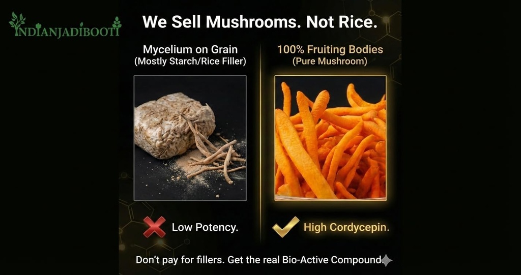 indianjadibooti-cordyceps-militaris-kida-61Q75dmjtSL.jpg