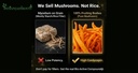 indianjadibooti-cordyceps-militaris-kida-61Q75dmjtSL.jpg