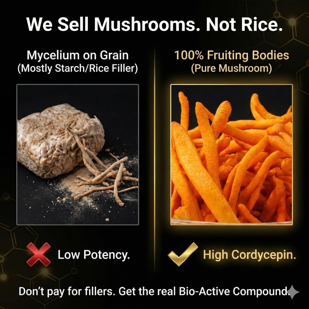 indianjadibooti-cordyceps-militaris-kida-81XgTf8LxRL.jpg