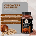 cordyceps-mushroom-cordyceps-militaris-e-81kRn-esKuL.jpg