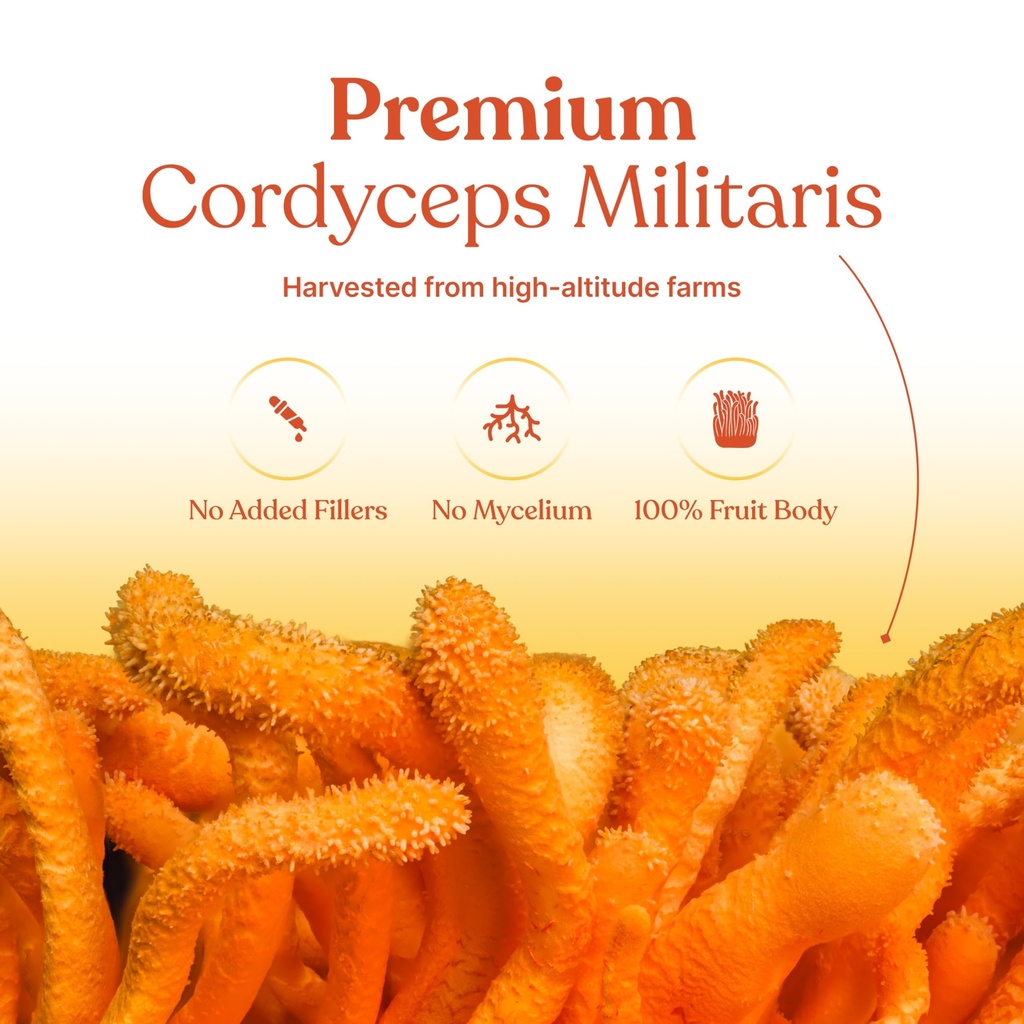 cordyceps-militaris-extract-30-capsules--814TjgUWLiL.jpg