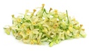 fresh-neem-flower-100-gram-61u4TvqxuDL.jpg