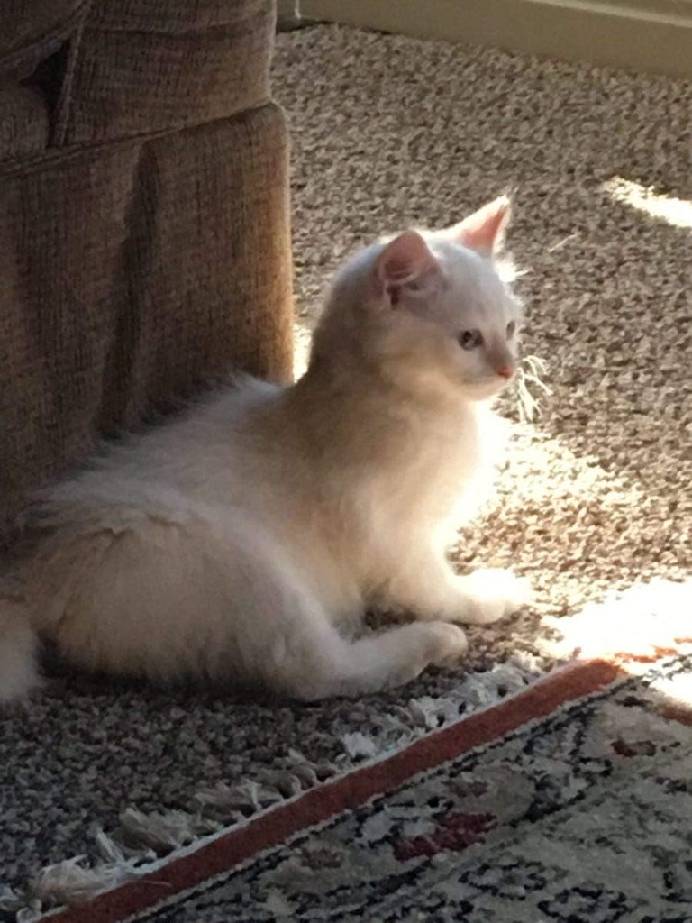 i-love-my-pets-llc-liver-support-for-cat-3.jpg
