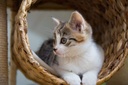 i-love-my-pets-llc-cat-immune-system---c-4.jpg