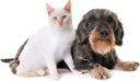 cat-urinary-health-treats---pets-urinary-3.jpg