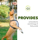 allergy-itch-relief-for-dogs-skin-coat-s-5.jpg