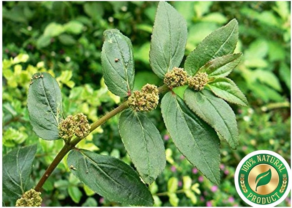 tna-herbal-fresh-amman-pacharisi-powder--2.jpg