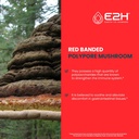 e2h-red-banded-polypore-extract---mushro-3.jpg