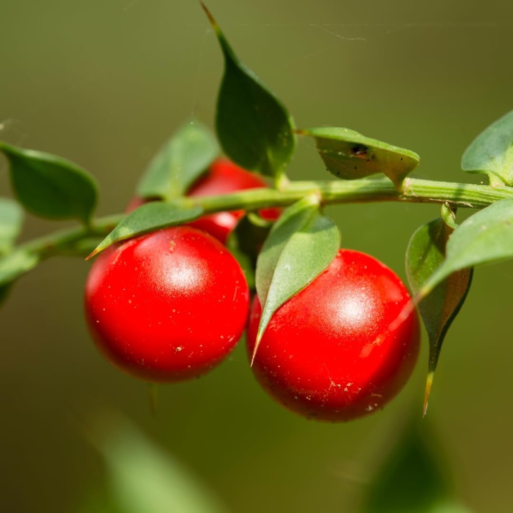 pure-original-ingredients-butchers-broom-6.jpg