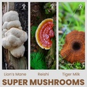 super-mushrooms-extract-3-mushrooms-lion-2.jpg