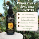 kejiwa-pinon-pineal-spagyria-wild-harves-2.jpg