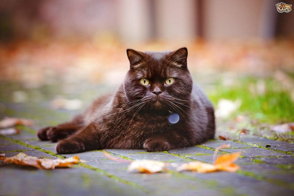 vitamins-for-cats-senior-cats---ultra-vi-3.jpg