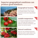 dozo-dried-hawthorn-berries-hawthorn-ber-2.jpg