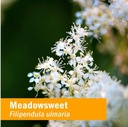 herb-pharm-certified-organic-meadowsweet-5.jpg