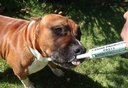 dogzymes-canine-probiotic-paste-benefici-4.jpg