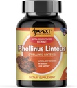 Phellinus linteus Seeneekstrakt - Premium kvaliteet, Ainult viljakehad, Antioksüdant, Immunity Booster, Maksatoetus, 90 Veg Caps.