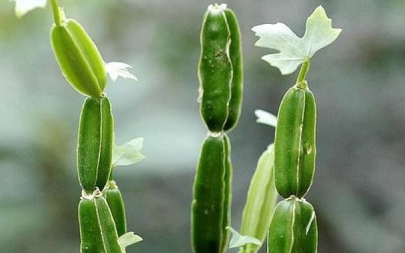 Harjod (Hadjod) Live - Cissus Quadrangularis (Veldt Grape), Ayurvedic Medicinal Herb for Home Garden, Fast Growing & Healthy