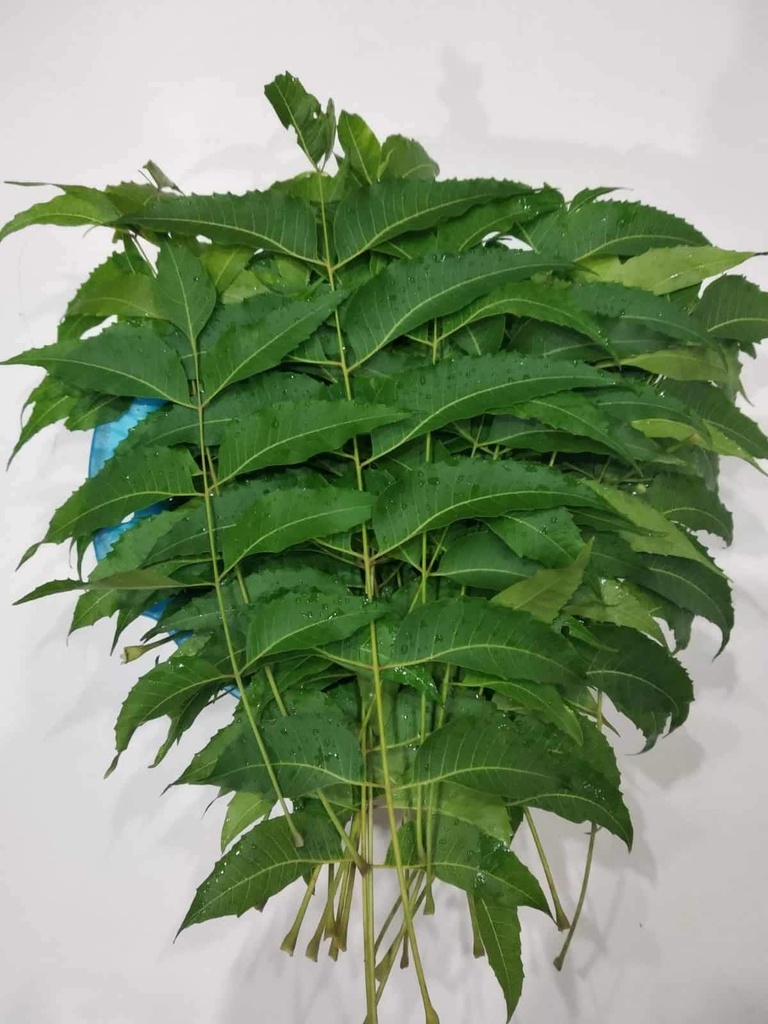 Aim Fresh Pure Organic Neem Leaves 300 gm Nimba Pati Indian Lilac Neem Patra