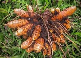 Fresh Organic Raw Turmeric Kaccha Haldi for Home Gardening & Daily Use ? 250 g AG_31