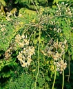 Moringa plant grafted hybrid, Moringa, Drumstick, Sahjan 1 live plant