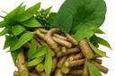 Natural Neem Giloy Fresh Plant Sticks, (6 Inch Neem Giloy Stick pack of 20) 450gm, Natural Immunity Booster (Ayurveda)