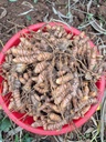 Lakadong Turmeric Fresh Organic Root, Premium Grade with High Curcumin Content 7-12%, Pure Natural Rhizomes for Therapeutic Use