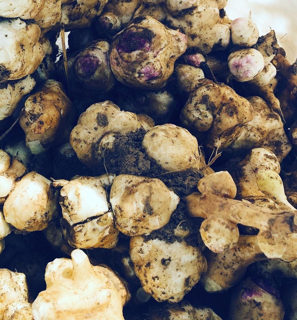 Orgaaniline Jeruusalemma artišokk Tubers (Helianthus tuberosus) - Sunchokes, Sunroot või Jeruusalemma artišokk istutamiseks või söömiseks - 5 Tubers by Smoke Camp Crafts