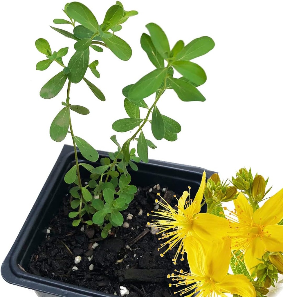 Orgaaniline Saint John's Wort Plant (Hypericum Perforatum) 2,5 tolline pott - naistepuna elus taim