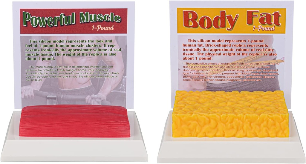 SimCoach Inimkeha Rasv & Lihased Replica 1 Lb, Keep Fit & Fitness Motivatsioon & Meeldetuletus, Inimese Lihasrasva mudel toitumisspetsialistile, sportlane