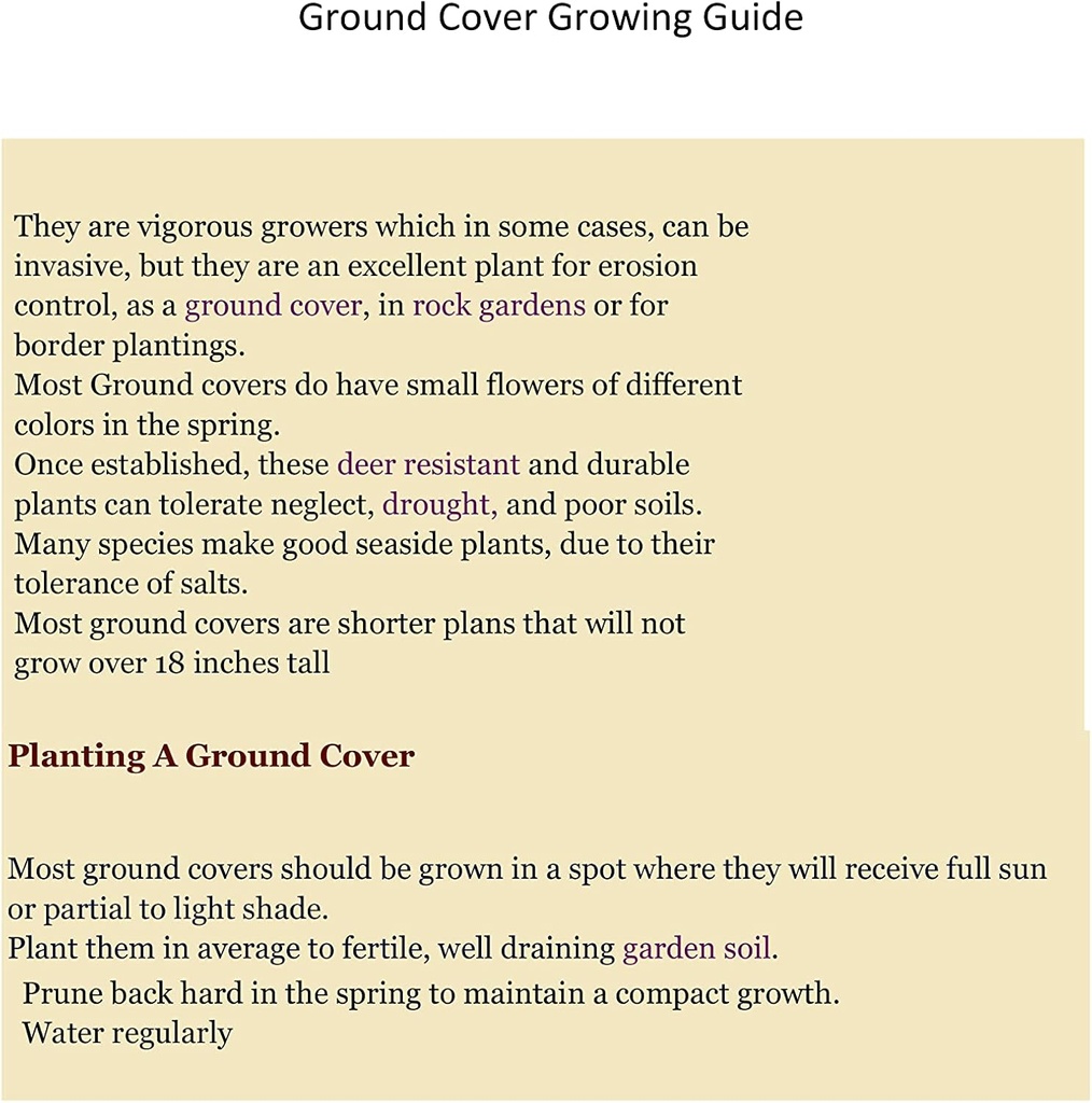 Creeping St Johns Wort/BRIGADOON/Hypericum Calyinum 4 tollises Pots’is (2)