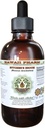 Butcher's Broom Alcohol-Free Vedel Ekstrakt, Orgaaniline Lihuniku Luu (Ruscus aculeatus) Kuivatatud Juur Glycerite Hawaii Pharm Looduslik Taimne Täiendus 4 oz