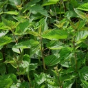 Stinginging Nettle (Urtica Dioica) - 100 Seemned OrginBud