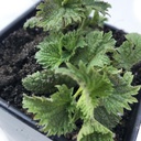 Orgaaniline nõges taim, Urtica dioica - elus taim 2,5" Pot - ellujäänud toit, toitaineline maitsetaim suitsulaagri käsitööga