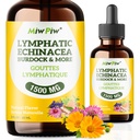 Lymphatic Drainage Drops Pack 1- Lymph Detox, Circulation - Lymphatic Drainage Supplements koos maitsetaimedega Organic, Echinacea, Dandelion, Burdock, Cleaver Herb - Immune System Support & Cleanse