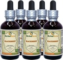 BlackBerry (Rubus fruticosus) Tinktuur, orgaaniline kuivatatud lehed Vedelikekstrakt (Brand Name: HerbalTerra, Proudly Made in USA) 5x2 fl.oz (5x60 ml)