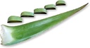 3 naela Orgaaniline ekstra suur Aloe Vera Barbadensis Rohelised lehed