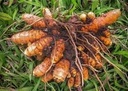 Fresh Organic Raw Turmeric Kaccha Haldi for Home Gardening & Daily Use ? 250 g AG_31
